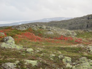 1. Etappe von Haukeliseter nach Hellevassbu