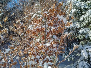 2017-01-06 13-06-47 SALMENDINGEN KORNBÜHL Schneeschuhwandern