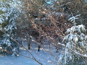 2017-01-06 13-06-54 SALMENDINGEN KORNBÜHL Schneeschuhwandern