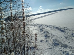 2017-01-06 13-24-56 SALMENDINGEN KORNBÜHL Schneeschuhwandern