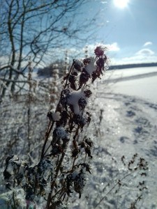 2017-01-06 13-25-13 SALMENDINGEN KORNBÜHL Schneeschuhwandern