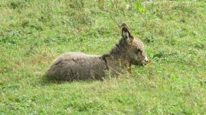 2017-09-18 11-11-38 RUMAENIEN FAGARAS